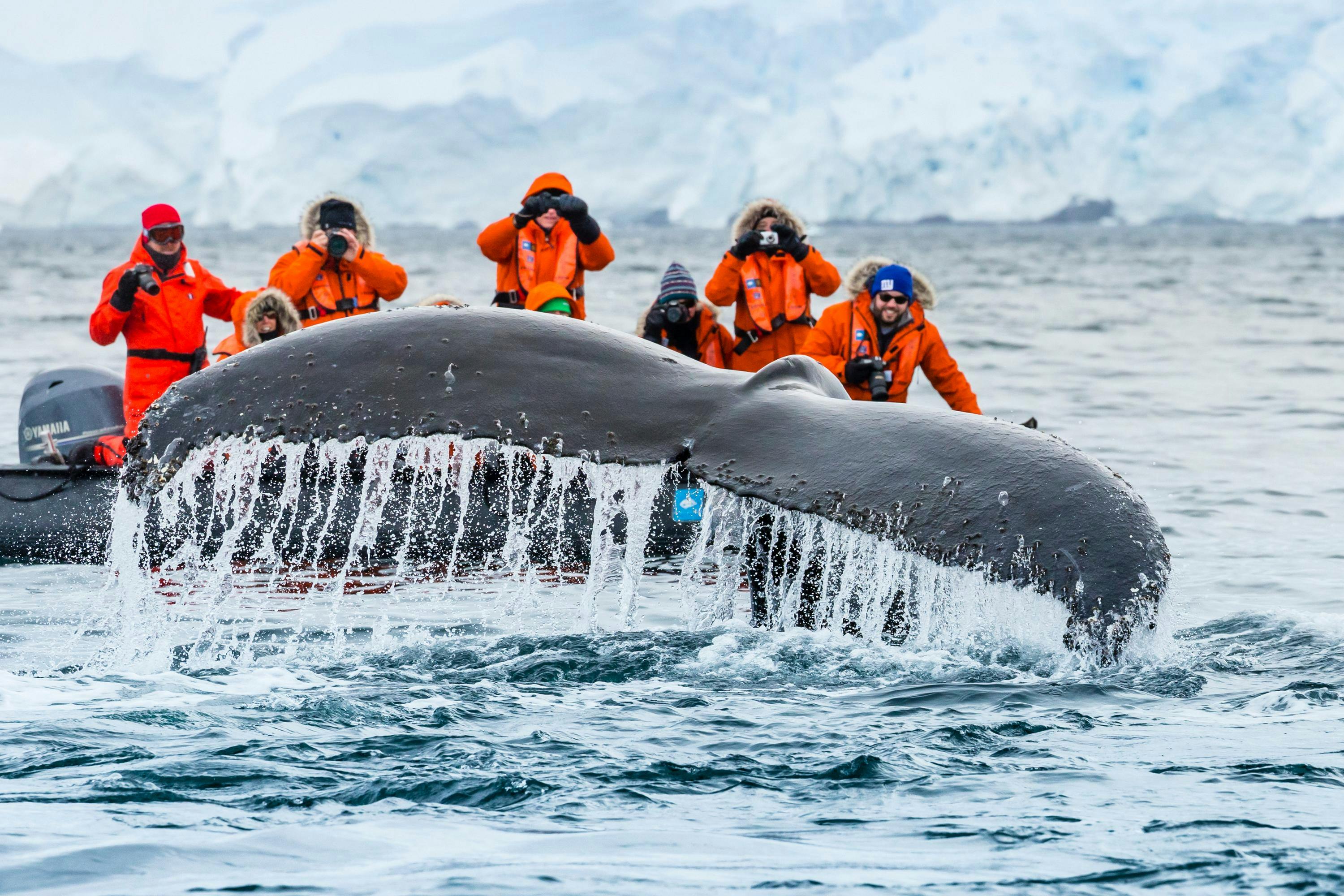 Guests exploring by zodiac have a thrilling encounter as a Humpback Whale dives and shows off his fluke at Paradise Harbor, Antarctic Peninsula, Southern Ocean, Antarctica.