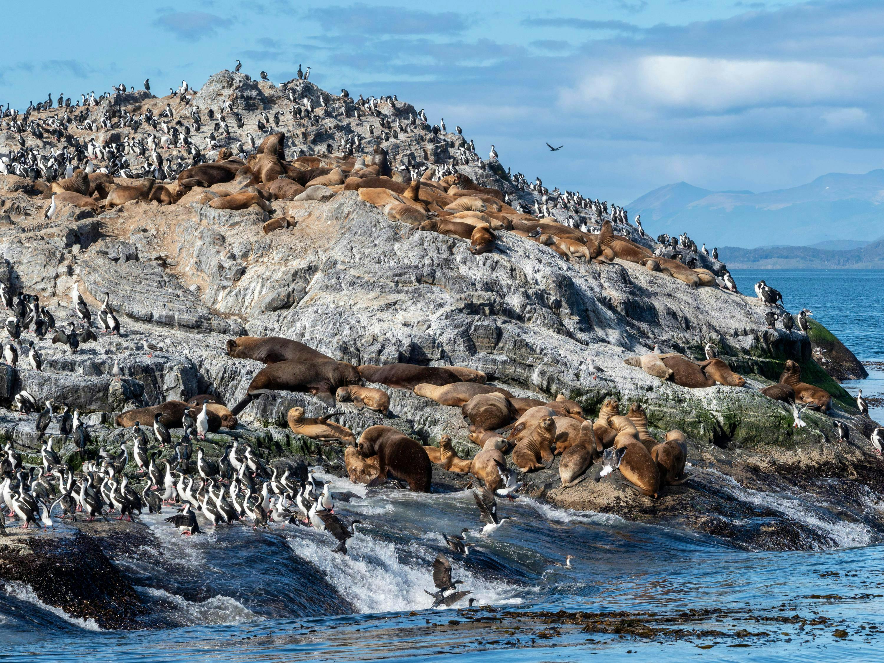 A colony of South American sea lions on small islets in Lapataya Bay, Tierra del Fuego, Argentina.